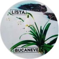 Bucaneve